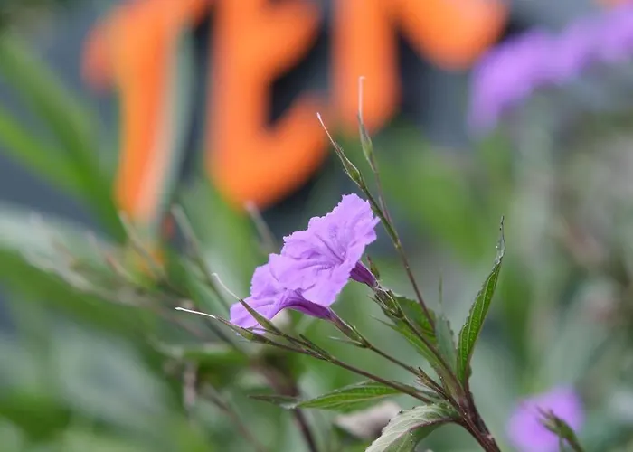Tekhan Alacati Hotel *